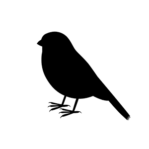 bird