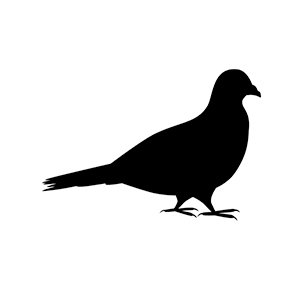 bird