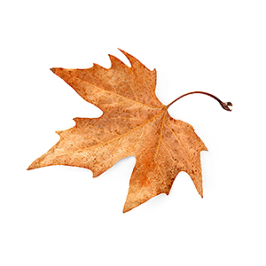 fallen leaf