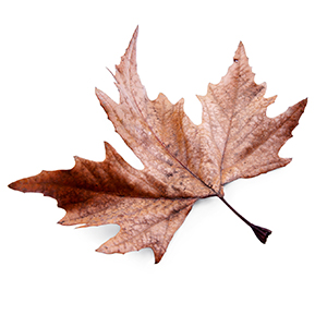 fallen leaf