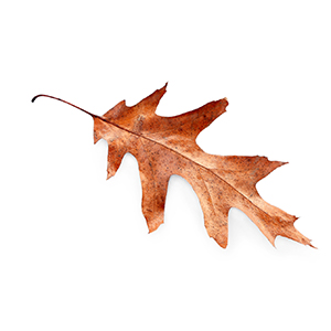 fallen leaf