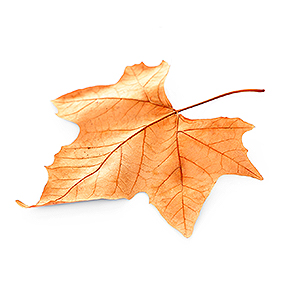 fallen leaf