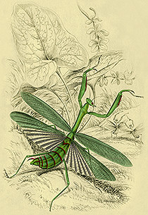 insects