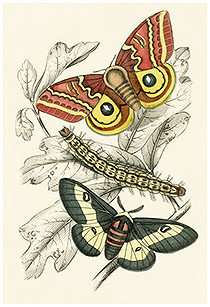 insects