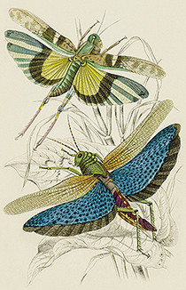 insects