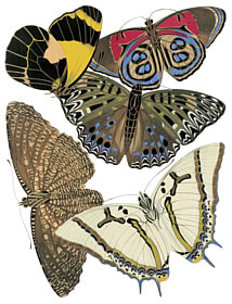 insects 1