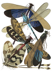 insects 5
