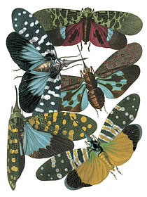 insects 6