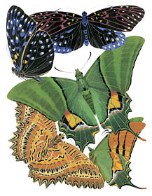 insects 7