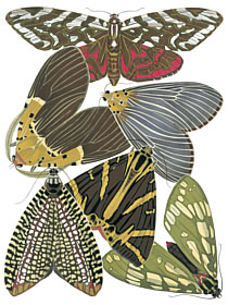 insects 8