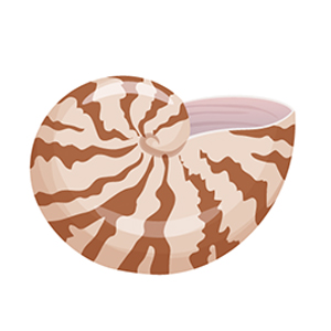 shell
