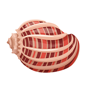 shell
