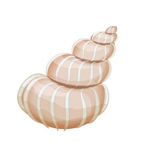 shell