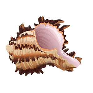 shell
