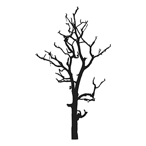 leafless tree