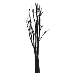 leafless tree