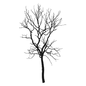 leafless tree