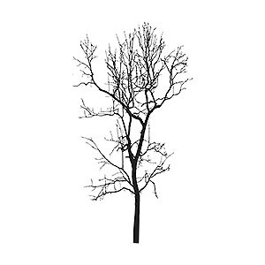 leafless tree