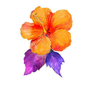 tropical plant