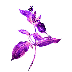 tropical plant