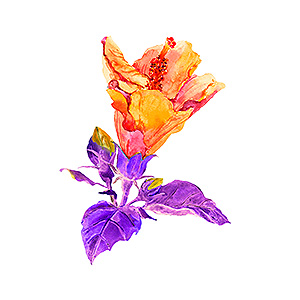 tropical plant