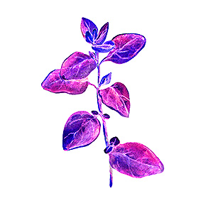 tropical plant